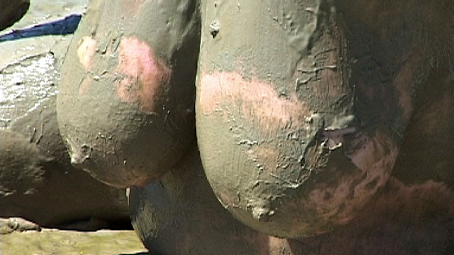 Muddy Tits